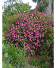 Cistus x purpureus
