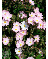 Cistus x skanbergii