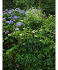 Clethra alnifolia