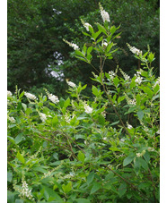 Clethra alnifolia