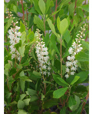 Clethra alnifolia