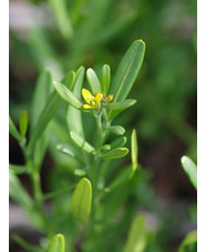 Cneorum tricoccon