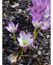 Colchicum 'Antares'