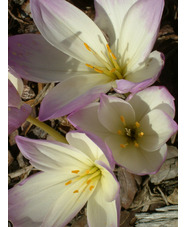 Colchicum 'Antares'