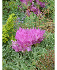 Colchicum bowlesianum