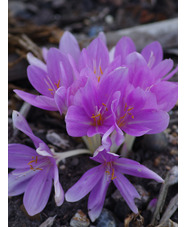 Colchicum byzantinum