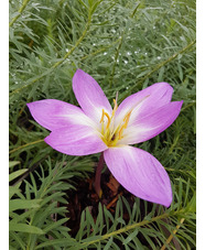 Colchicum 'Dick Trotter'