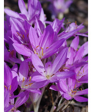 Colchicum 'Lilac Wonder'