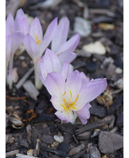 Colchicum sp from Royal Botanic Garden Edinburgh 