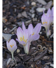 Colchicum sp from Royal Botanic Garden Edinburgh 