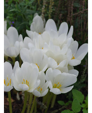 Colchicum speciosum 'Album'