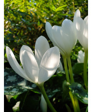 Colchicum speciosum 'Album'