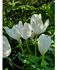 Colchicum speciosum 'Album'