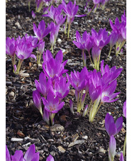 Colchicum 'The Giant'