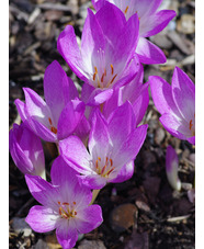 Colchicum 'The Giant'