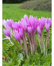 Colchicum 'The Giant' (DB)