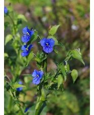 Commelina tuberosa Coelestis Group