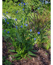 Commelina tuberosa Coelestis Group