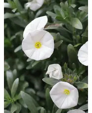 Convolvulus cneorum
