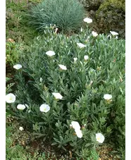 Convolvulus cneorum