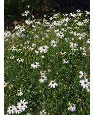 Coreopsis 'Fool's Gold'