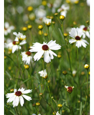Coreopsis 'Fool's Gold'