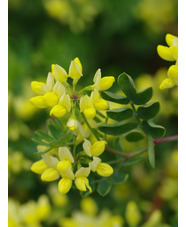 Coronilla valentina subsp. glauca 'Citrina'