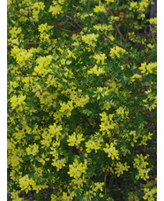 Coronilla valentina subsp. glauca 'Citrina'