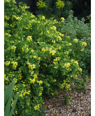 Coronilla valentina subsp. glauca 'Citrina'