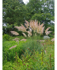 Cortaderia araucana