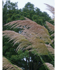Cortaderia araucana
