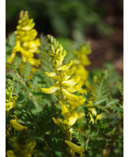 Corydalis cheilanthifolia