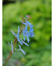 Corydalis flexuosa 'China Blue'