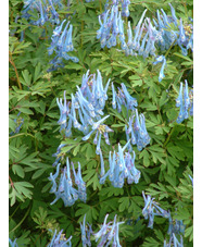 Corydalis flexuosa 'China Blue'