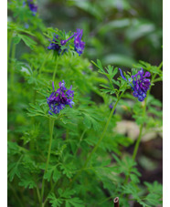 Corydalis 'Korn's Purple'