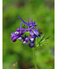 Corydalis 'Korn's Purple'