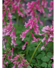 Corydalis solida subsp. solida 'Beth Evans' (5xDB)