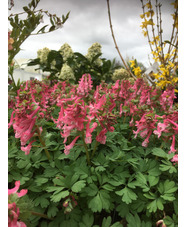 Corydalis solida subsp. solida 'Beth Evans' (5xDB)