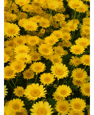 Cota tinctoria 'Grallagh Gold'