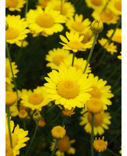 Cota tinctoria 'Grallagh Gold'