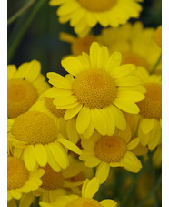 Cota tinctoria 'Grallagh Gold'