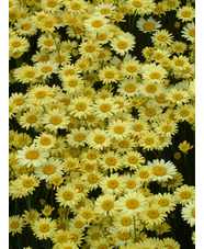 Cota tinctoria 'Wargrave Variety'