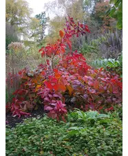 Cotinus 'Grace'