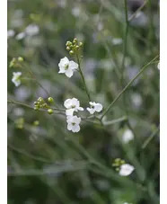 Crambe cordifolia