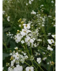 Crambe maritima