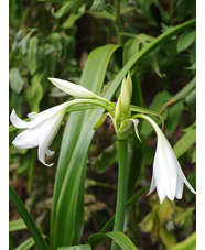 Crinum x powellii 'Album'