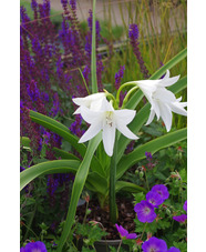 Crinum x powellii 'Album'