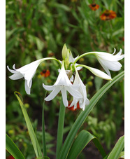 Crinum x powellii 'Album'