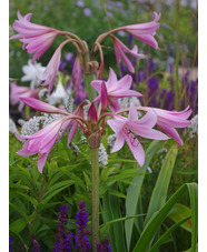 Crinum x powellii