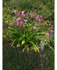 Crinum x powellii